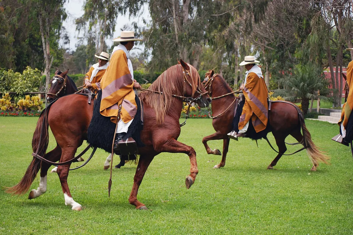 Three chalanes in straw hats and ochre ponchos ride chestnut Peruvian Paso horses across a lawn